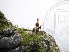 Серна-кавказская_2